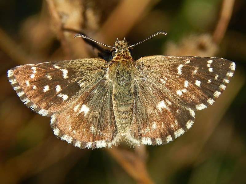 Pyrgus malvoides